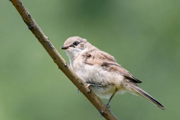 Petit Whitethroat Sylvia curruca jeune — Photo