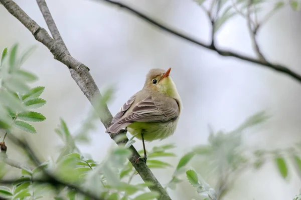 Paruline icterine hippolais icterina assis sur une branche de buisson regardant en arrière. Mignon petit oiseau chanteur vert dans la faune. — Photo