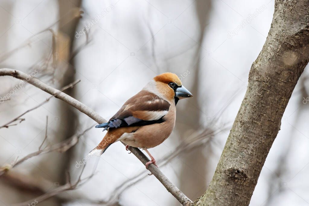 Hawfinch coccothraustes coccothraustes sitting on branch