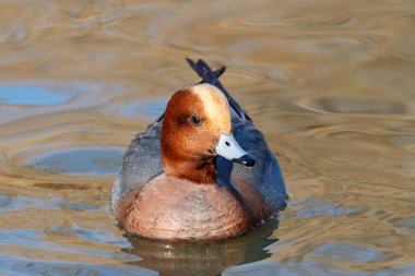 Avrasyalı dul mareca penelope erkek
