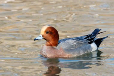 Avrasyalı dul mareca penelope erkek