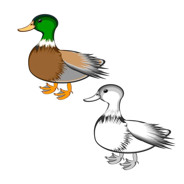 Un canard isolé sur fond blanc — Image vectorielle