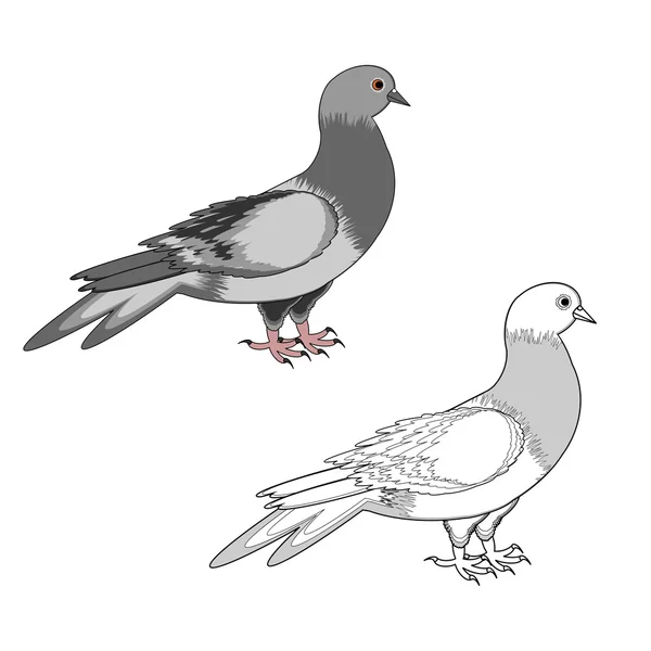 孤立在白色背景上的一只鸽子 — 图库矢量图片
