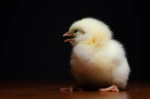 Cute chick Stock Image