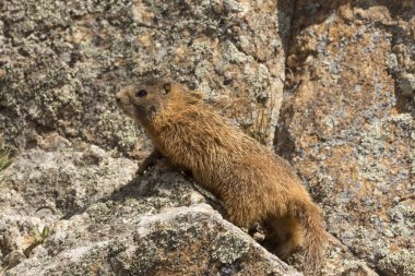 Kaya tırmanma Dağ sıçanı