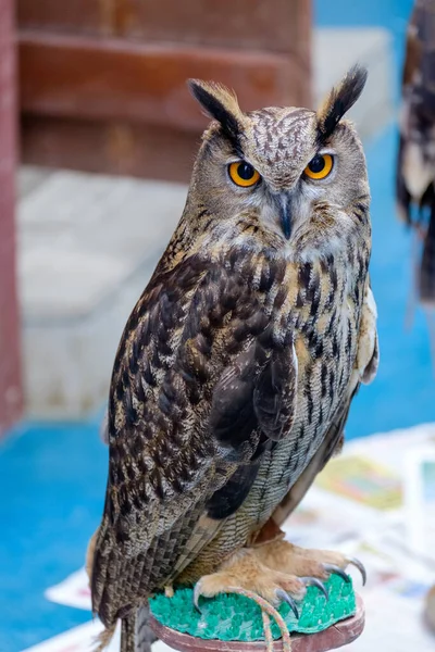 Ein Stolzer Nachtvogel Eine Eule Schaut Die Vorbeiziehenden Menschen — Stockfoto