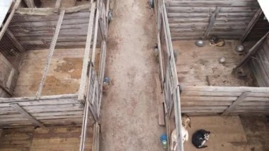 Sokak köpekleri için hava manzaralı bir barınak.
