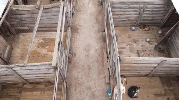 Luchtfoto van een schuilplaats voor zwerfhonden. — Stockvideo