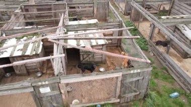 Sokak köpekleri için hava manzaralı bir barınak.