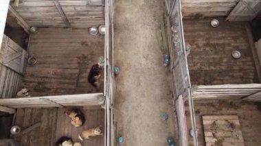 Sokak köpekleri için hava manzaralı bir barınak.