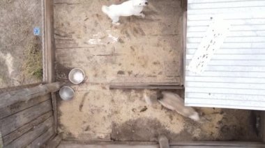 Sokak köpekleri için hava manzaralı bir barınak.