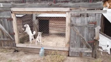 Sokak köpekleri için hava manzaralı bir barınak.