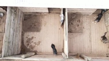 Sokak köpekleri için hava manzaralı bir barınak.