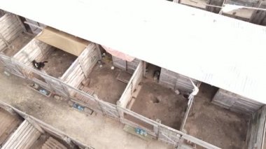 Sokak köpekleri için hava manzaralı bir barınak.