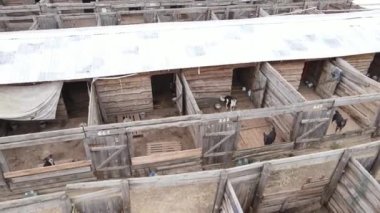 Sokak köpekleri için hava manzaralı bir barınak.