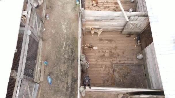 Luftaufnahme eines Tierheims für streunende Hunde. — Stockvideo