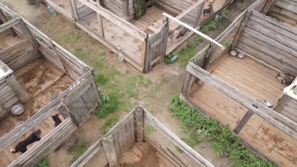 Aerial view of a shelter for stray dogs. — Stock Video