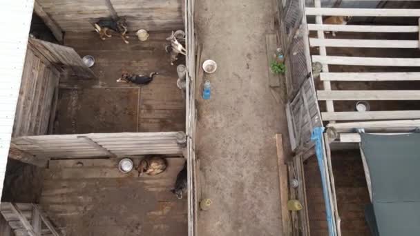 Letecký pohled na přístřešek pro zatoulané psy. — Stock video