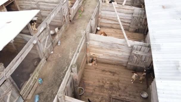 Вид с воздуха на приют для бродячих собак. — стоковое видео