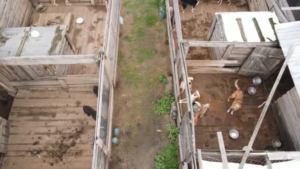 Вид с воздуха на приют для бродячих собак. — стоковое видео