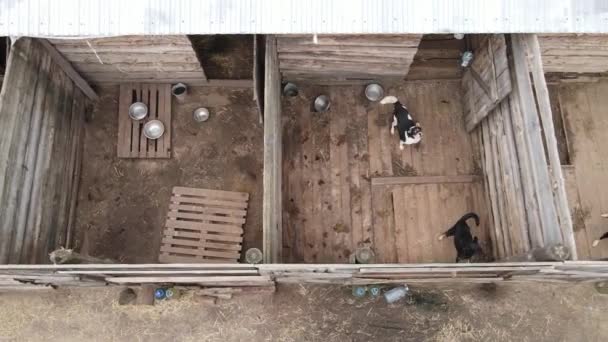 Luchtfoto van een schuilplaats voor zwerfhonden. — Stockvideo