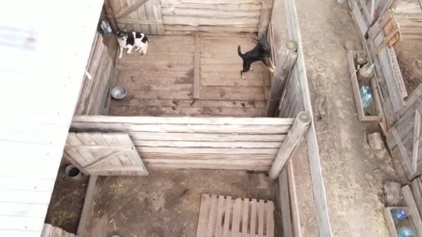 Sokak köpekleri için hava manzaralı bir barınak. — Stok video