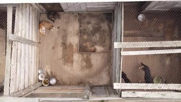 Widok z powietrza na schronisko dla bezpańskich psów. — Wideo stockowe