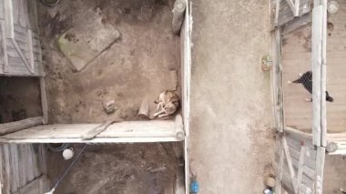Sokak köpekleri için hava manzaralı bir barınak.