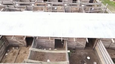 Sokak köpekleri için hava manzaralı bir barınak.