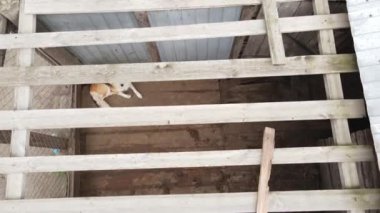 Sokak köpekleri için hava manzaralı bir barınak.