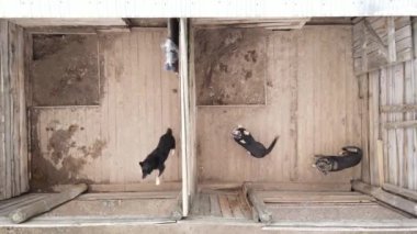 Sokak köpekleri için hava manzaralı bir barınak.