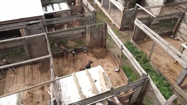 Luchtfoto van een schuilplaats voor zwerfhonden. — Stockvideo