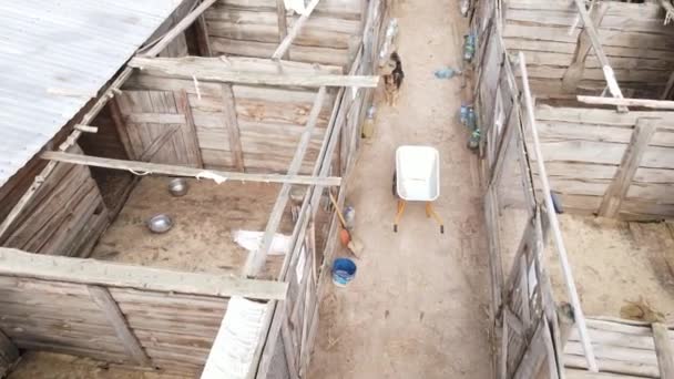 Vista aérea de un refugio para perros callejeros. — Vídeos de Stock