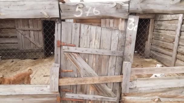 Aerial view of a shelter for stray dogs. — Stock Video