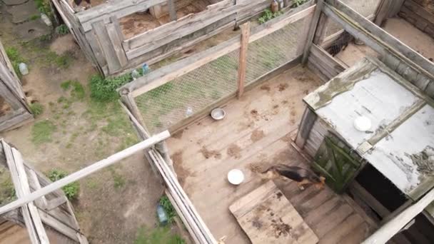 Vista aérea de un refugio para perros callejeros. — Vídeos de Stock