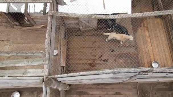 Perros en el refugio. Vista aérea en cámara lenta — Vídeos de Stock