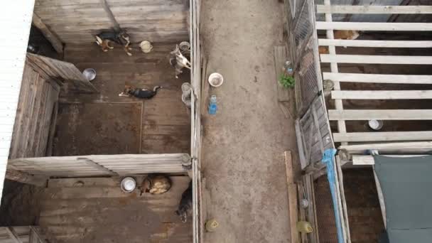 Honden in het asiel. Luchtfoto slow motion — Stockvideo