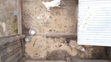 Barınaktaki köpekler. Hava görüntüsü yavaş çekim