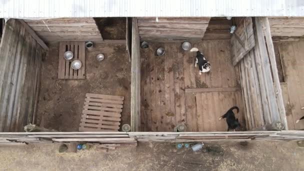 Perros en el refugio. Vista aérea en cámara lenta — Vídeos de Stock