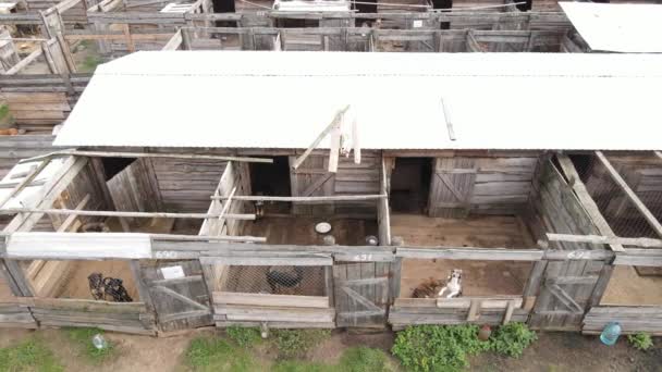 Cães no abrigo. Vista aérea câmera lenta — Vídeo de Stock