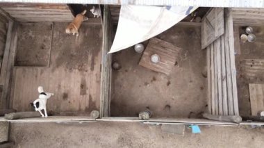 Barınaktaki köpekler. Hava görüntüsü yavaş çekim