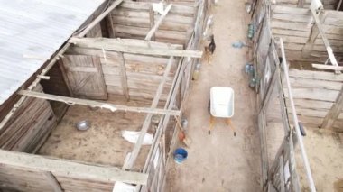 Barınaktaki köpekler. Hava görüntüsü yavaş çekim