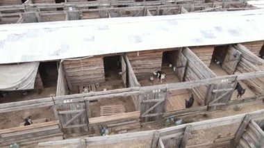 Barınaktaki köpekler. Hava görüntüsü yavaş çekim