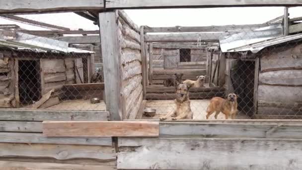 Barınaktaki köpekler. Hava görüntüsü yavaş çekim — Stok video