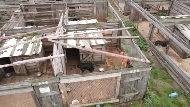 Perros en el refugio. Vista aérea en cámara lenta — Vídeo de stock