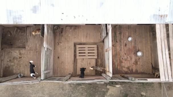 Anjing di tempat penampungan. Tampilan udara gerak lambat — Stok Video
