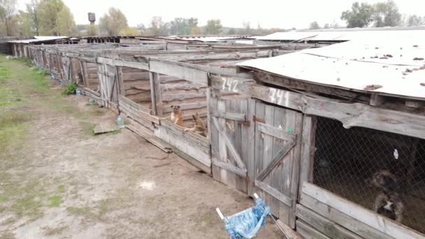 Perros en el refugio. Vista aérea en cámara lenta — Vídeos de Stock