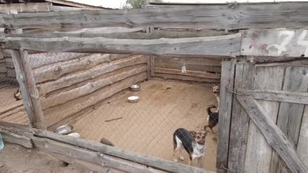 Perros en el refugio. Vista aérea en cámara lenta — Vídeo de stock