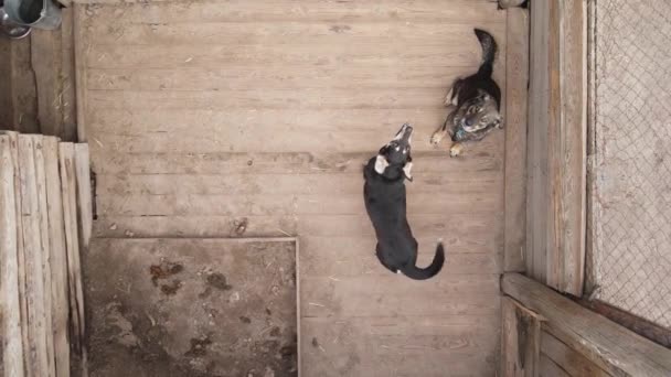 Hunde im Tierheim. Zeitlupe aus der Luft — Stockvideo