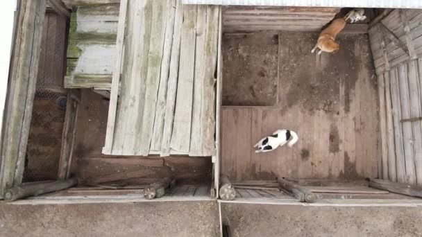 Barınaktaki köpekler. Hava görüntüsü yavaş çekim — Stok video